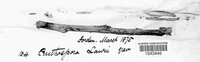 Image of Phacidium lauri